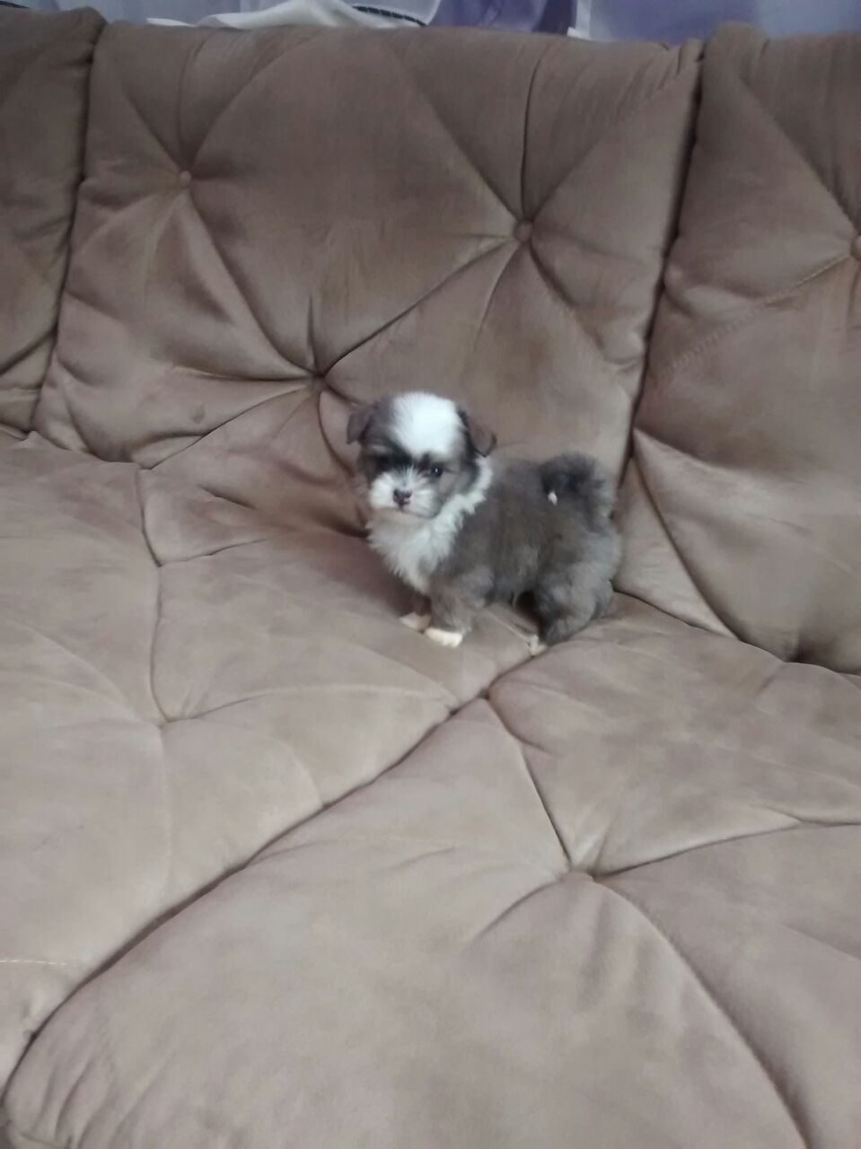 Lhasa apso