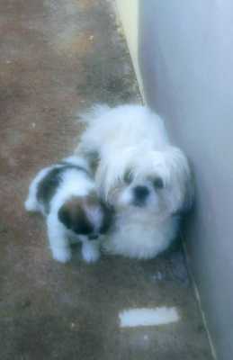 Cachorro