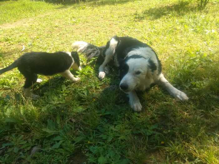 Filhotes da raça border collie