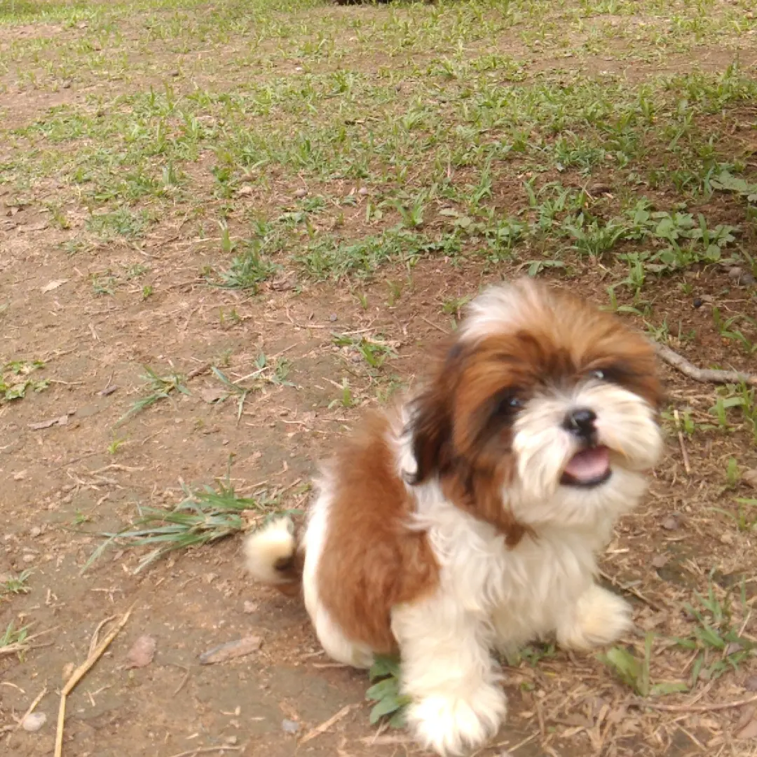 Filhote da raça shih tzu macho