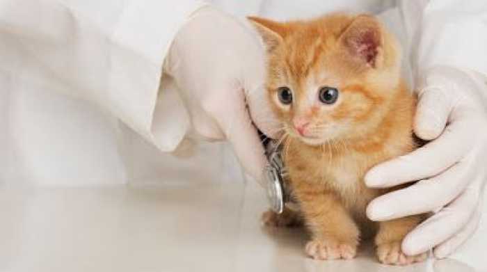 Saúde Pet Clínica Veterinária e Pet Shop